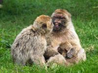 Berberaffen mit Baby